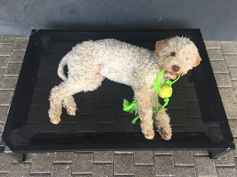 Lagotto Romagnolo1